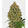 AK 420 FEMINIZADA · White Label  Seeds · cannabis seeds · Fem