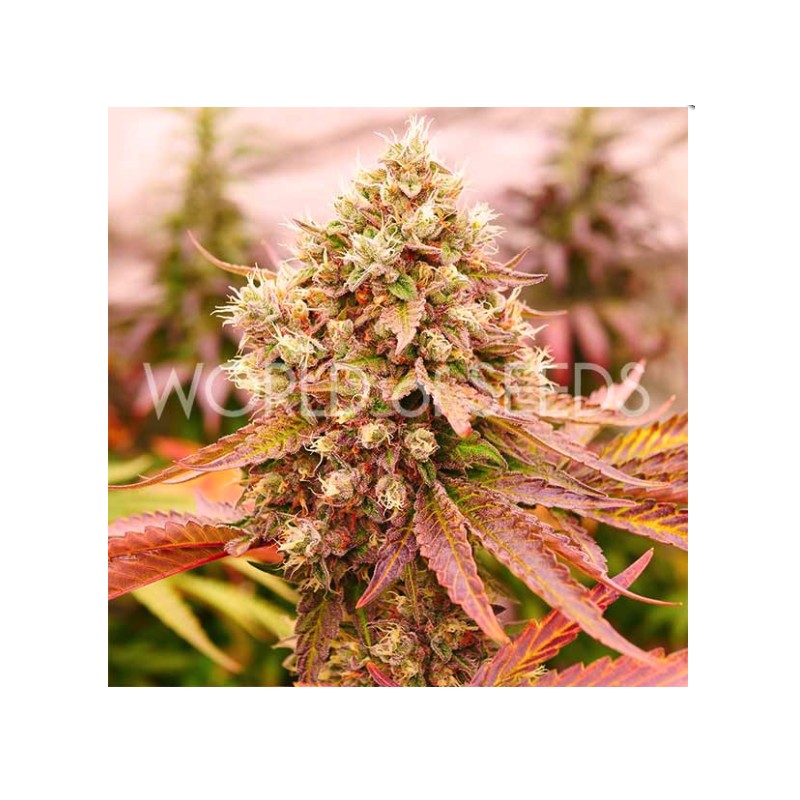 BURGER KUSH EARLY VERSION · World Of Seeds · kenevir tohum · Disi  · Fem