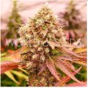 BURGER KUSH EARLY VERSION · World Of Seeds · kenevir tohum · Disi  · Fem