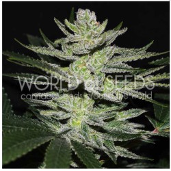 CHOCOLATE THAI OG · World...