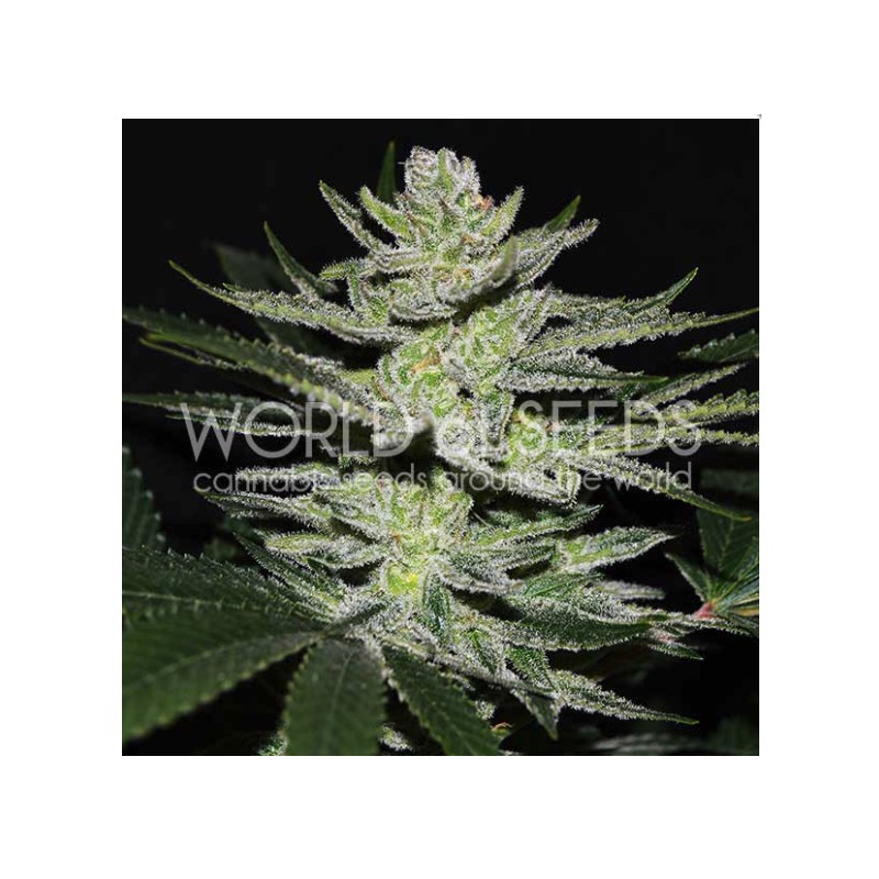 CHOCOLATE THAI OG · World Of Seeds · kenevir tohum · Disi  · Fem