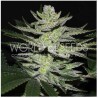 CHOCOLATE THAI OG · World Of Seeds · kenevir tohum · Disi  · Fem