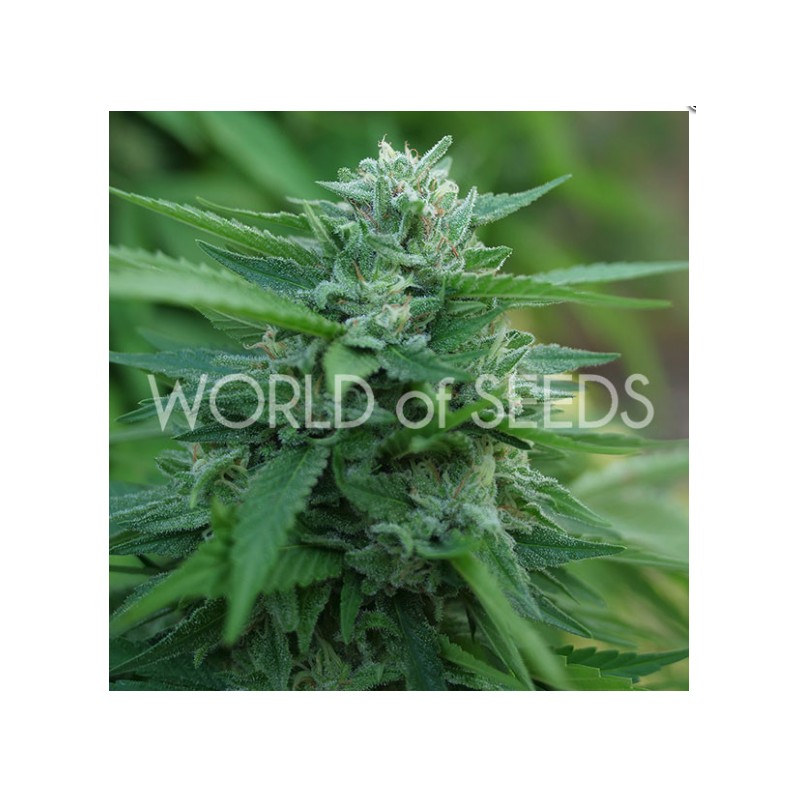 MONGOLIA THC FREE · World Of Seeds · kenevir tohum · Disi · Fem