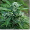 MONGOLIA THC FREE · World Of Seeds · kenevir tohum · Disi  · Fem