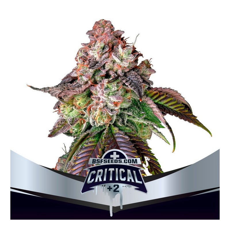 CRITICAL +2 · BSF Seeds · cannabis seeds · Fem