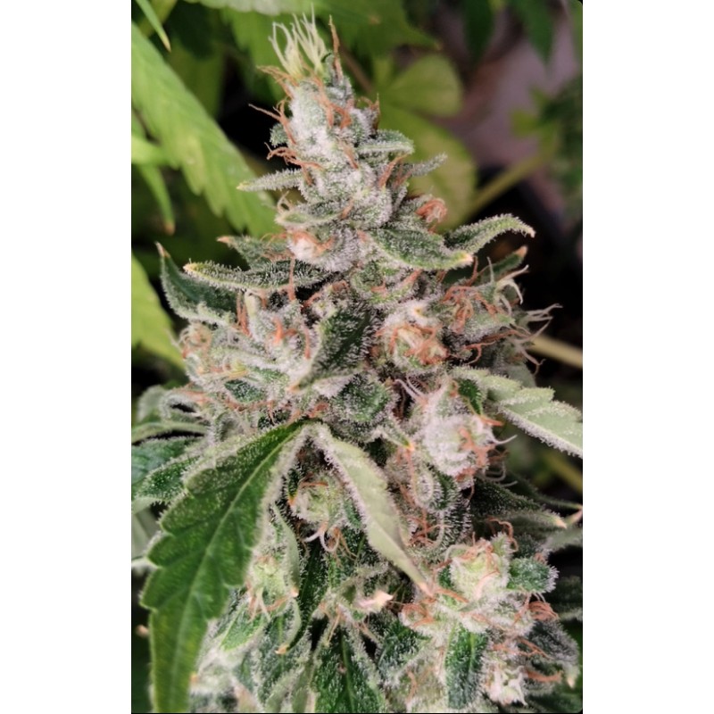 AFRICAN GAS · Ace Seeds · kenevir tohum · Disi · Fem