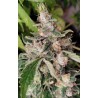 AFRICAN GAS · Ace Seeds · kenevir tohum · Disi  · Fem
