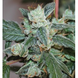 KALIDONIA · Ace Seeds ·...