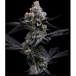 GARLIC COOKIES · Barneys Farm · cannabis seeds · Fem