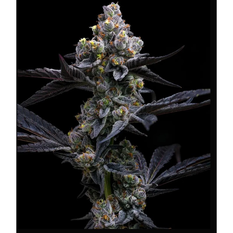 GARLIC COOKIES · Barneys Farm · kenevir tohum · Disi · Fem