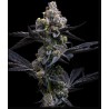 GARLIC COOKIES · Barneys Farm · kenevir tohum · Disi · Fem