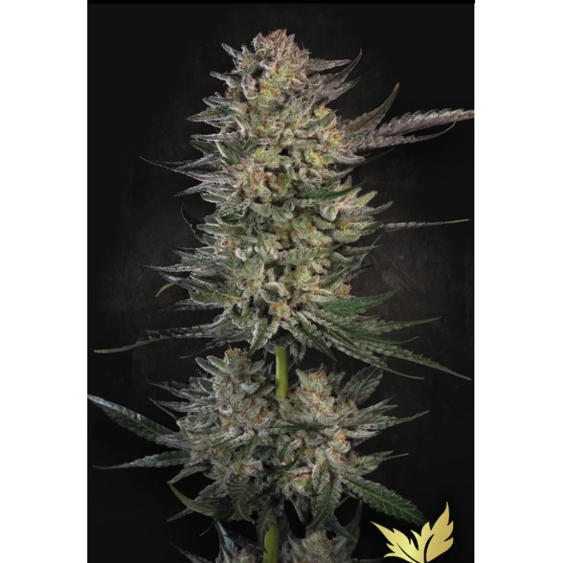 CANDY BREATH · Paradise Seeds · kenevir tohum · Disi · Fem