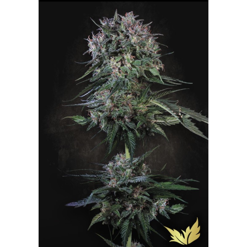 DOPPLER · Paradise Seeds · kenevir tohum · Disi · Fem
