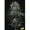 DOPPLER · Paradise Seeds · kenevir tohum · Disi · Fem