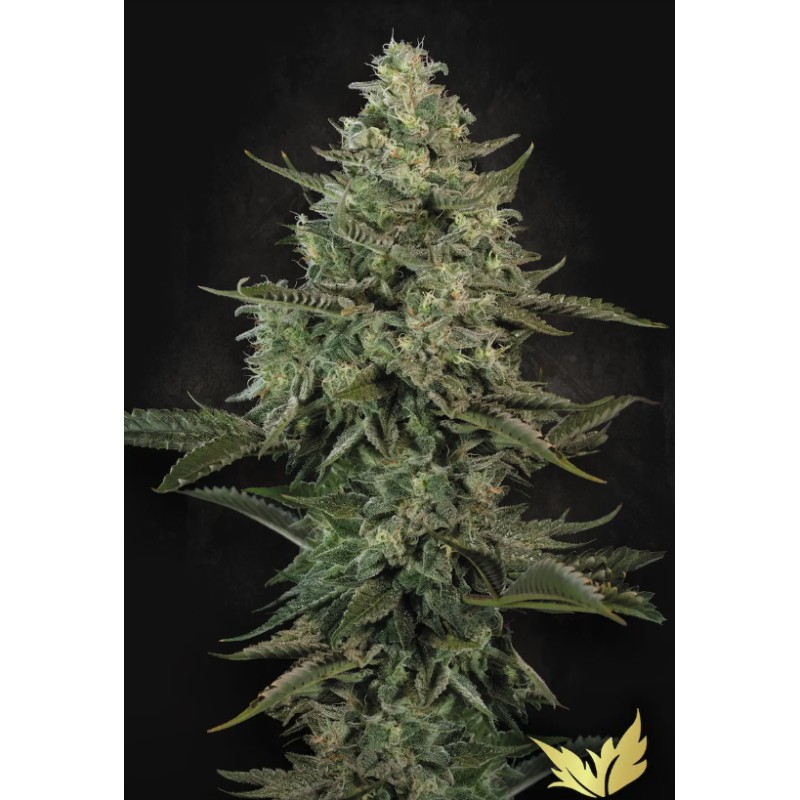 MENDO CREME · Paradise Seeds · kenevir tohum · Disi · Fem