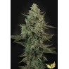 MENDO CREME · Paradise Seeds · kenevir tohum · Disi · Fem