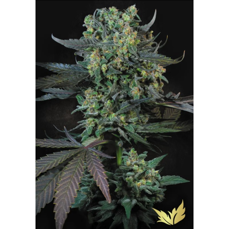 MOMO · Paradise Seeds · kenevir tohum · Disi · Fem