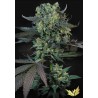 MOMO · Paradise Seeds · kenevir tohum · Disi · Fem