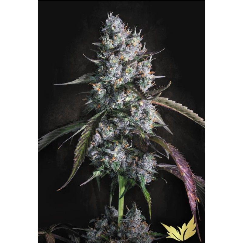 RED VELVET AUTO · Paradise Seeds · kenevir tohum · Disi · AutoFem
