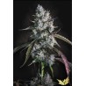 RED VELVET AUTO · Paradise Seeds · kenevir tohum · Disi · AutoFem