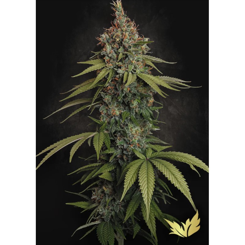 DELAHAZE · Paradise Seeds · kenevir tohum · Disi ·Fem