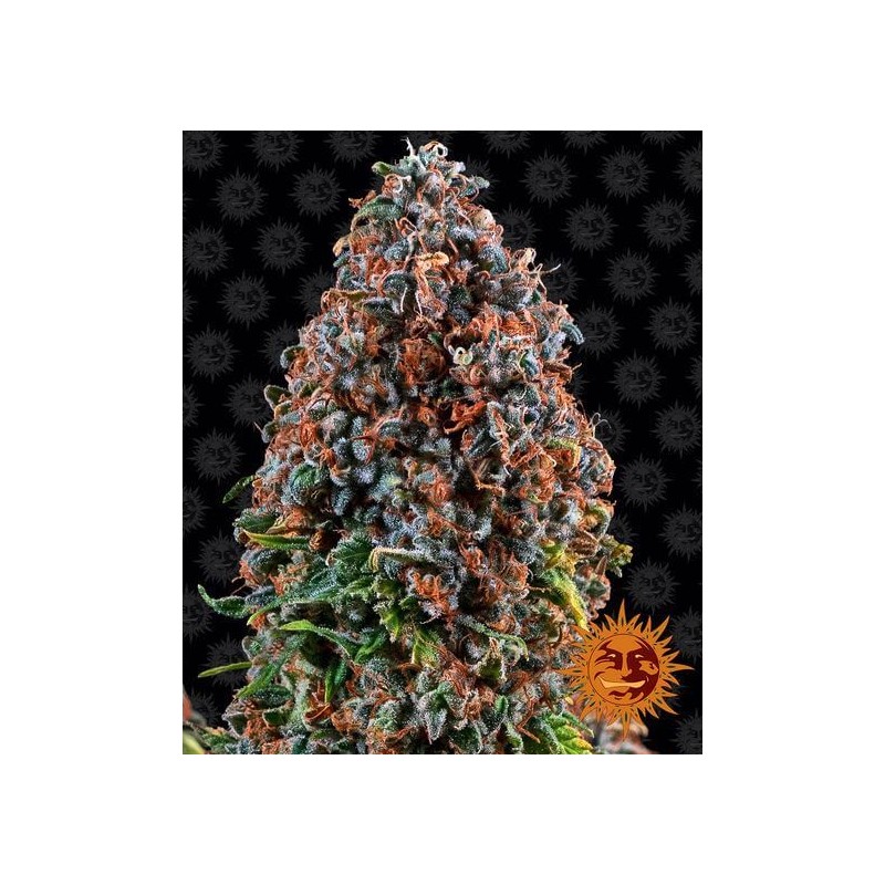 CRITICAL KUSH · Philosopher Seeds · kenevir tohum · Disi · Fem