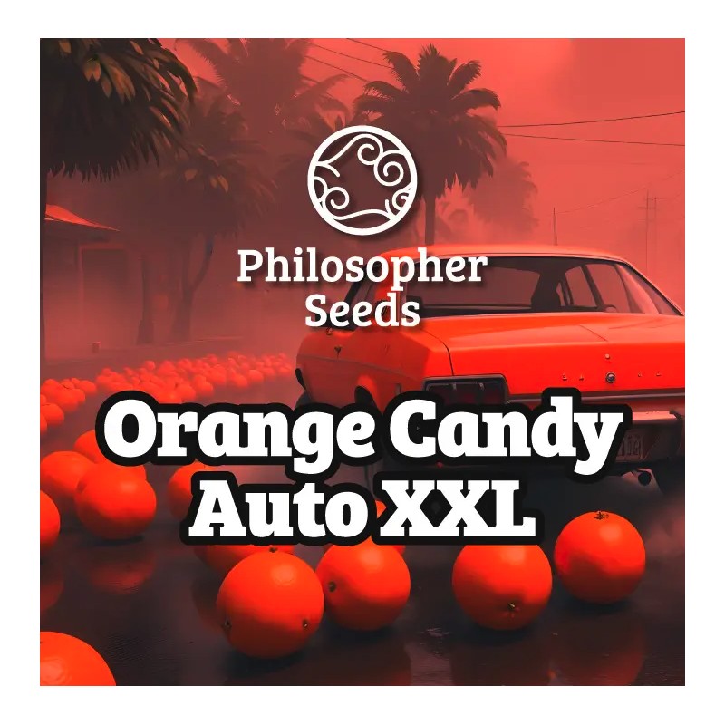 ORANGE CANDY AUTO XXL · Philosopher Seeds · kenevir tohum · Disi · AutoFem