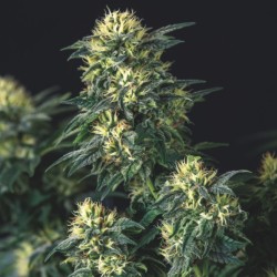 ANESTHESIA X RUNTZ · Pyramid Seeds · kenevir tohum · Disi · Fem