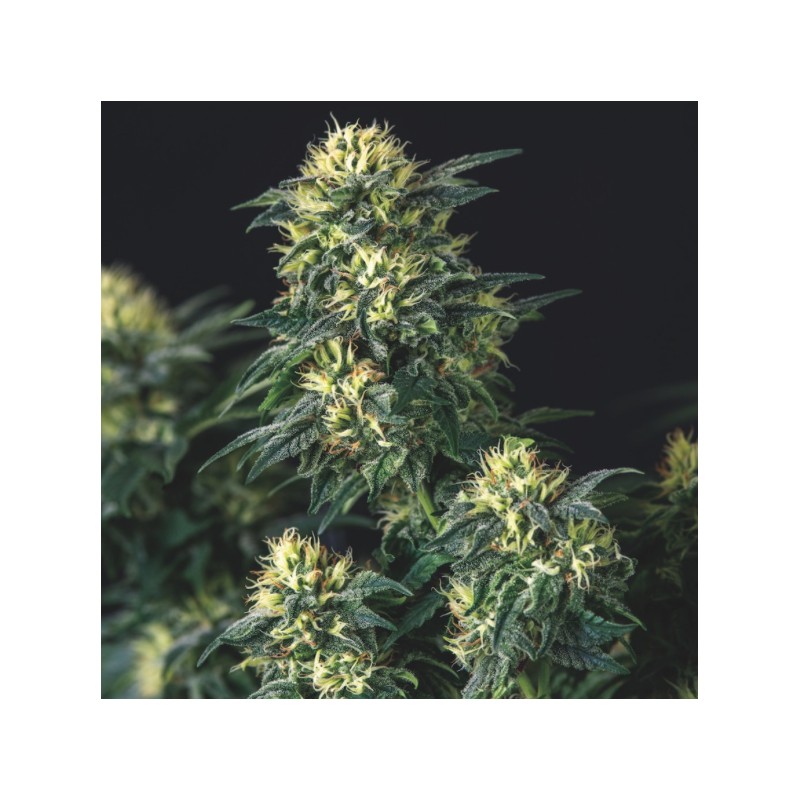 ANESTHESIA X RUNTZ · Pyramid Seeds · cannabis seeds · Fem
