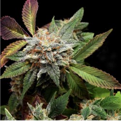 ANUBIS X SUNSET SHERBET · Pyramid Seeds · kenevir tohum · Disi · Fem