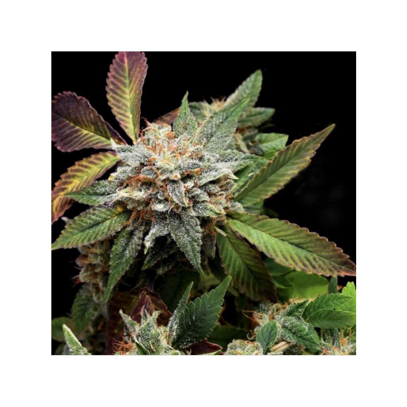 ANUBIS X SUNSET SHERBET · Pyramid Seeds · kenevir tohum · Disi · Fem