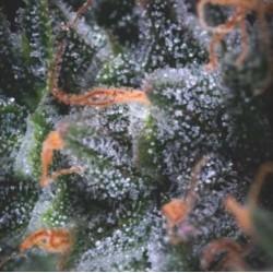 AUTO BLACK CHERRY PUNCH · Pyramid Seeds · kenevir tohum · AutoFem