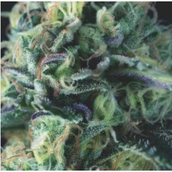 AUTO COOKIES USA · Pyramid Seeds · kenevir tohum · AutoFem