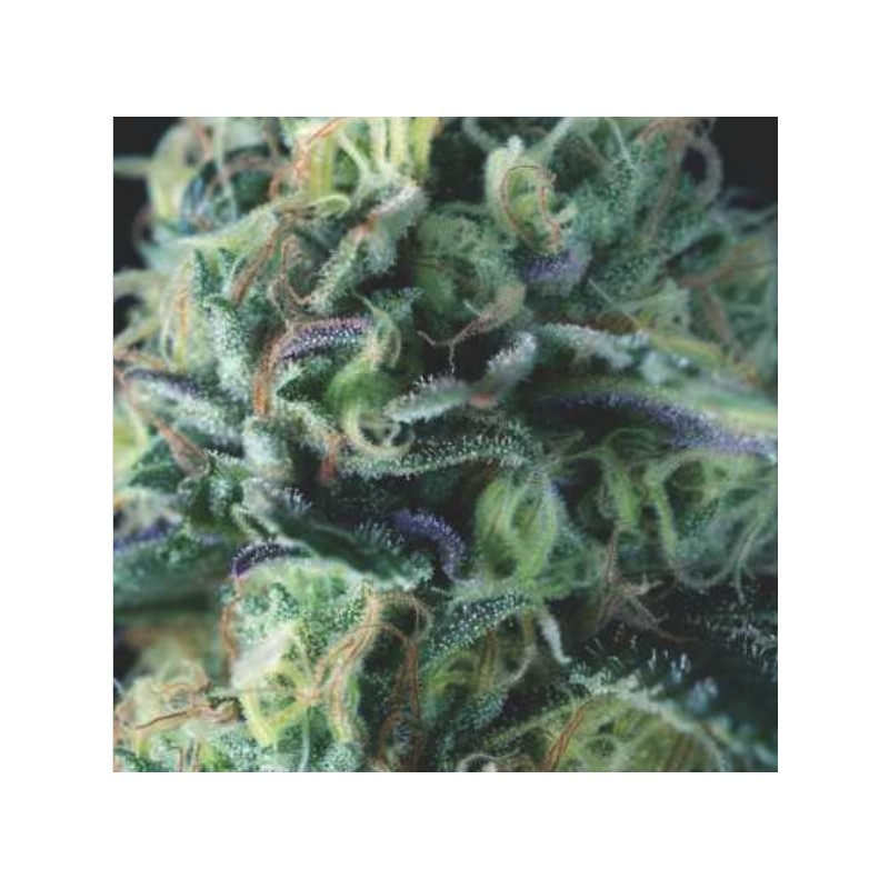AUTO COOKIES USA · Pyramid Seeds · kenevir tohum · AutoFem