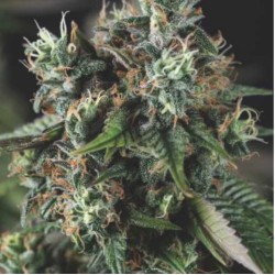 AUTO DO-SI-DOS · Pyramid Seeds · cannabis seeds · AutoFem
