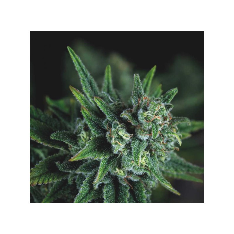 GALAXY FAST · Pyramid Seeds · cannabis seeds · Fem