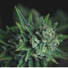GALAXY FAST · Pyramid Seeds · kenevir tohum · Disi · Fem