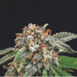 GALAXY X RUNTZ · Pyramid Seeds · kenevir tohum · Disi · Fem