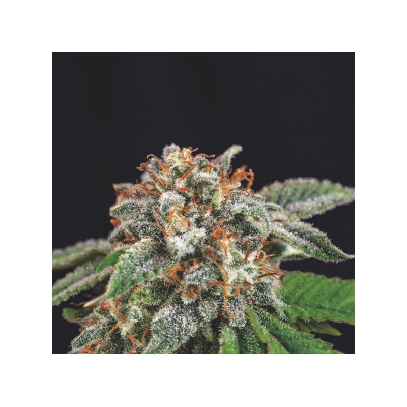GALAXY X RUNTZ · Pyramid Seeds · cannabis seeds · Fem