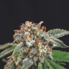GALAXY X RUNTZ · Pyramid Seeds · kenevir tohum · Disi · Fem