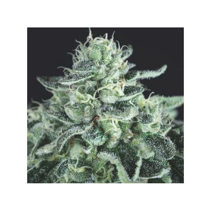 GELATO · Pyramid Seeds · kenevir tohum · Disi · Fem