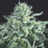 GELATO · Pyramid Seeds · cannabis seeds · Fem