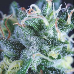 AUTO GELATO · Pyramid Seeds · cannabis seeds · AutoFem