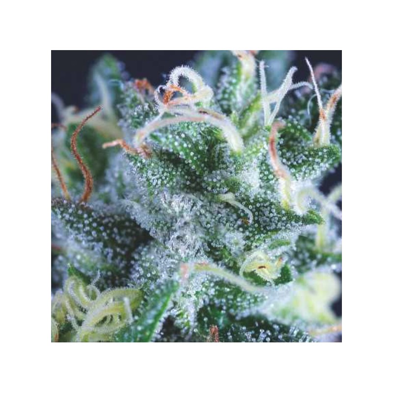 AUTO GELATO · Pyramid Seeds · kenevir tohum · AutoFem