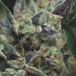 AUTO GORILA · Pyramid Seeds · kenevir tohum · AutoFem