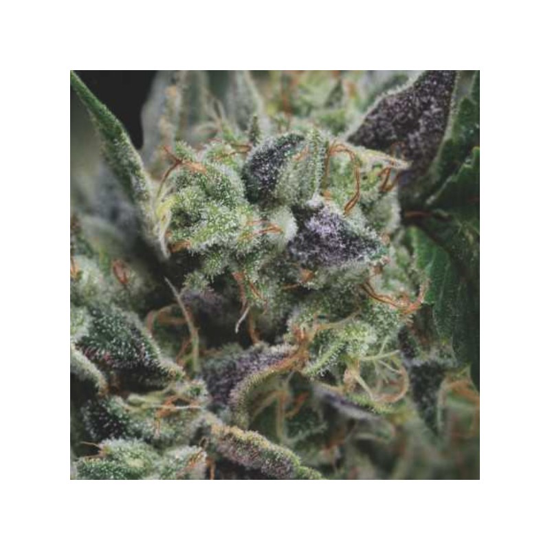 AUTO GORILA · Pyramid Seeds · kenevir tohum · AutoFem