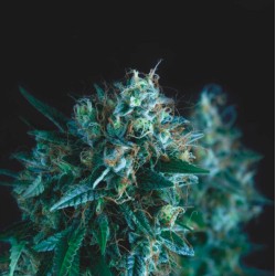 GORILLA FAST · Pyramid Seeds · kenevir tohum · Disi · Fem