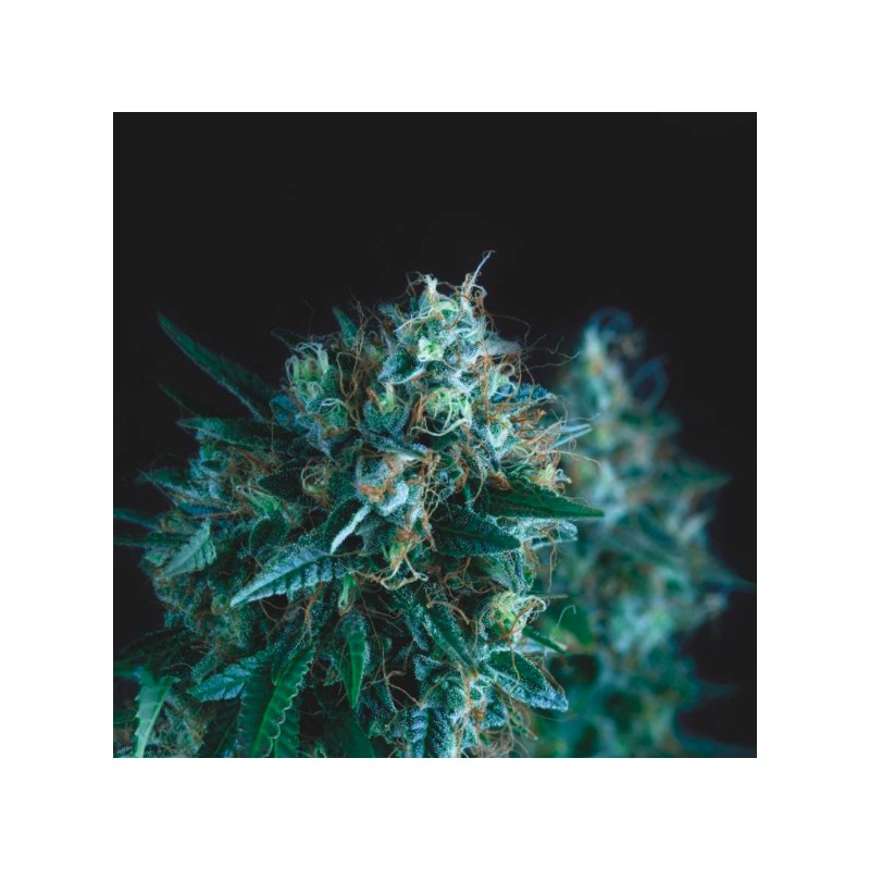 GORILLA FAST · Pyramid Seeds · cannabis seeds · Fem