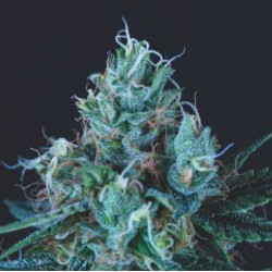 ICE CREAM · Pyramid Seeds · cannabis seeds · Fem