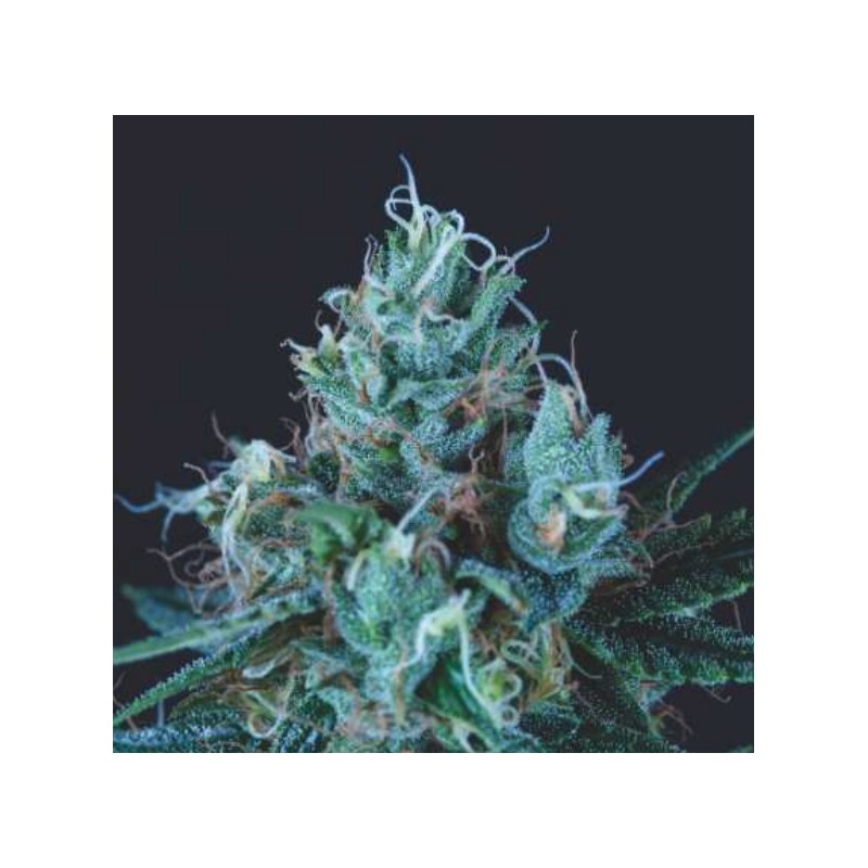 ICE CREAM · Pyramid Seeds · kenevir tohum · Disi · Fem